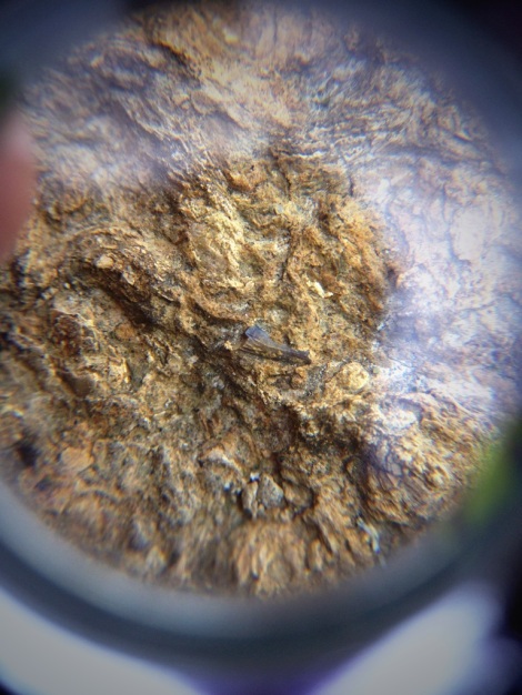 The black, curved fossil in the centre is likely the tip of a tooth. Taken through a x10 hand lens.